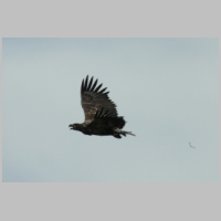 Seedadler (Eiderstedt).JPG